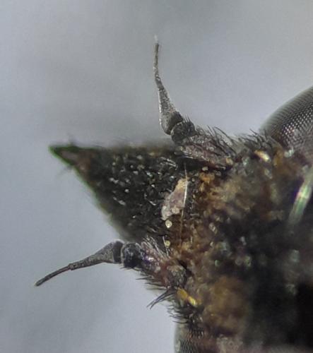 Exoprosopa jacchus